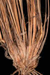 Capillary hairsedge